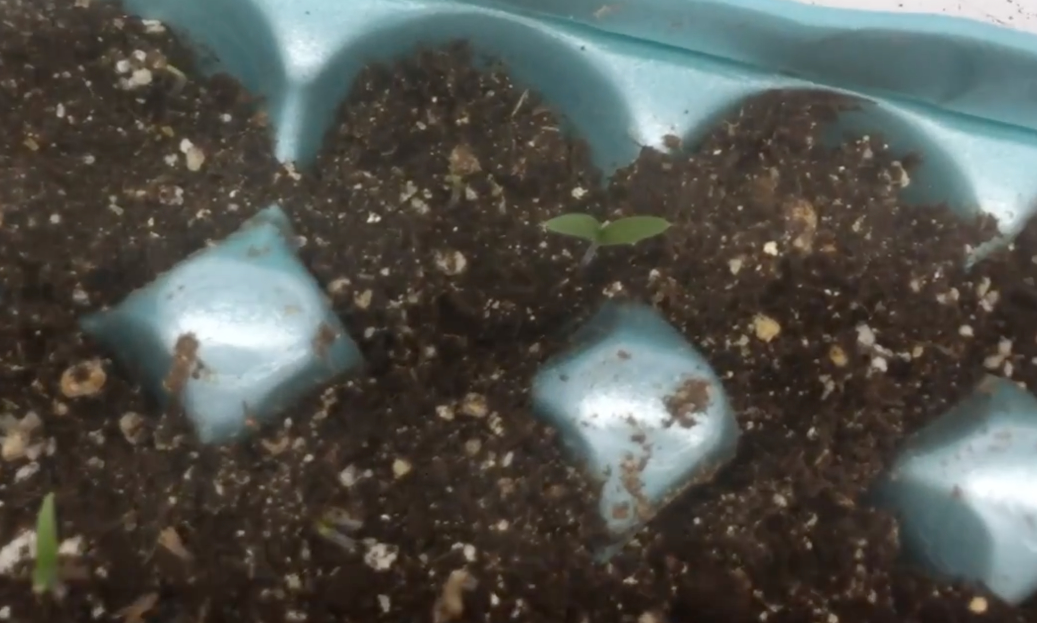 Egg Carton Seed Starting 20.png