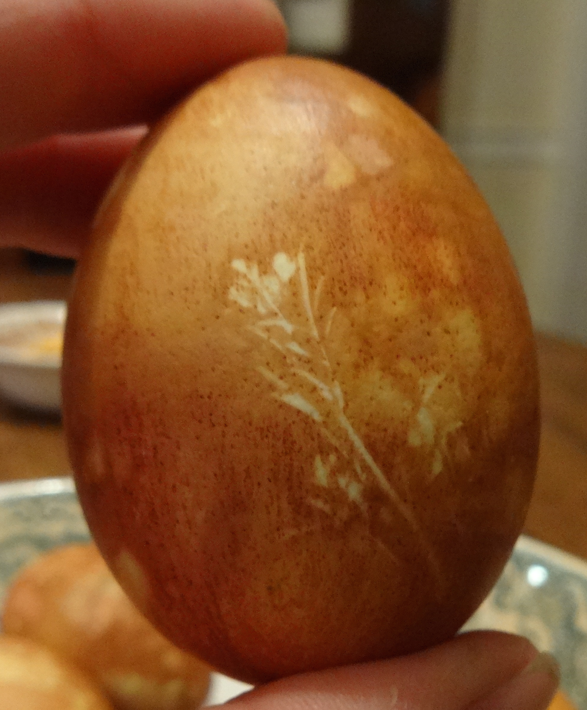 Egg Detail Spring Beauty Print-Dutch Dying Eggs 4-15-14.JPG