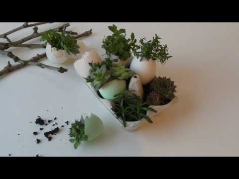 Eggshell Mini Succulent Garden