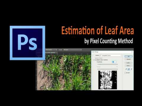 Estimation of leaf area by Pixel Counting Method in Photoshop CS6