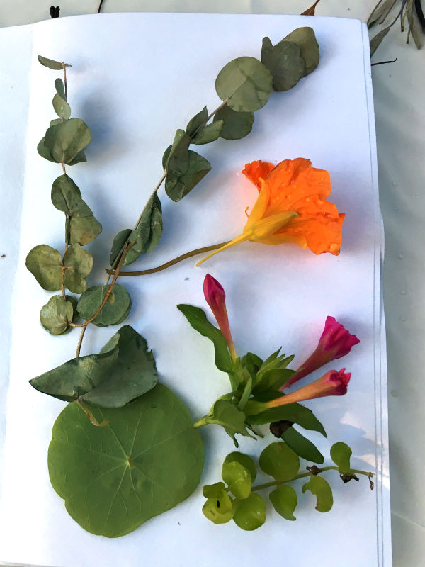 Eucalyptus, Nasturtium bloom and leaf, Four O Clock blooms and leaves laid out to ecoprint.jpg