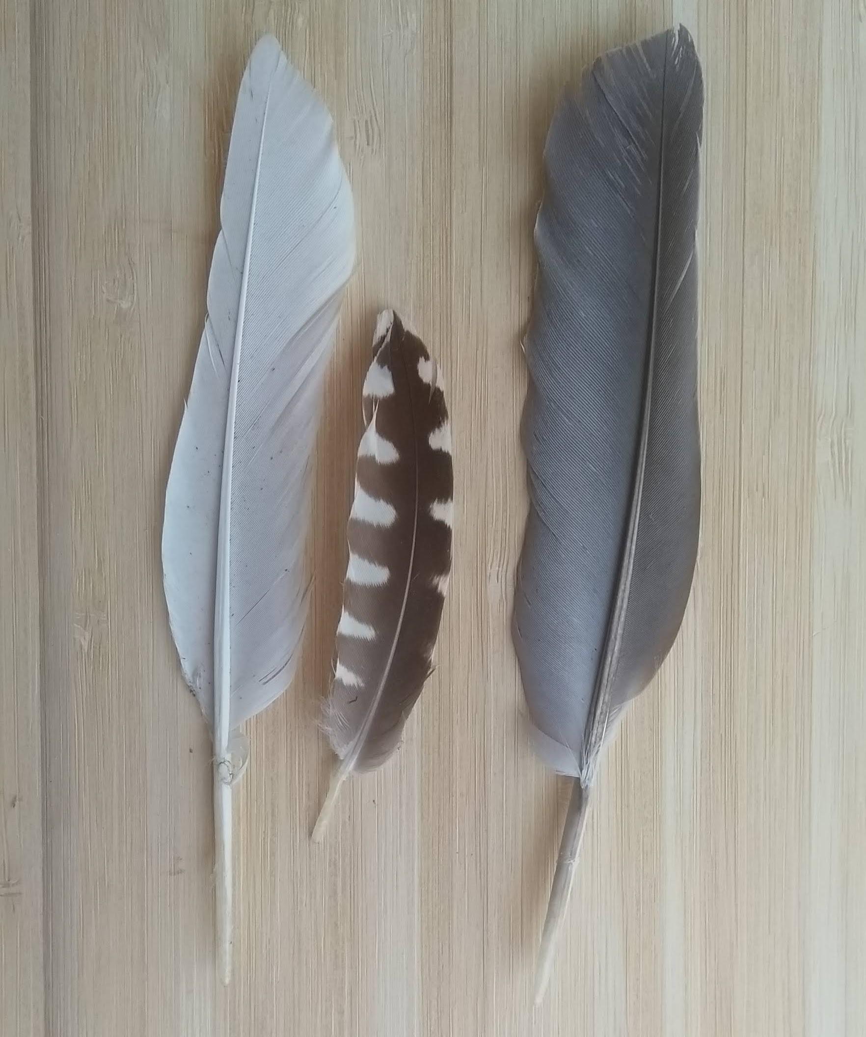 Feather inspiration.jpg