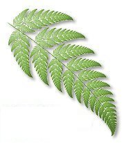 Fern.jpg