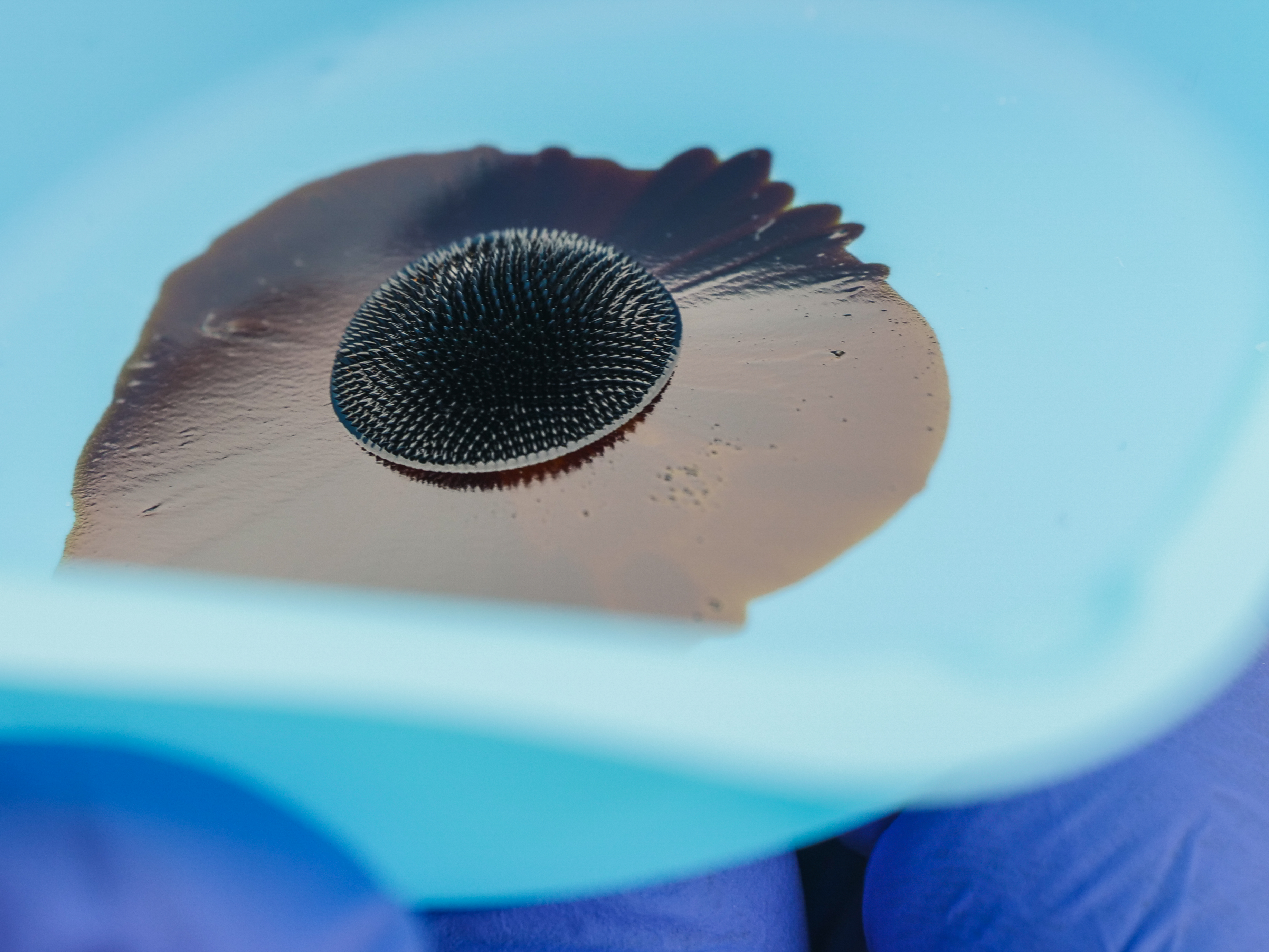 Ferro Fluid-5.jpg