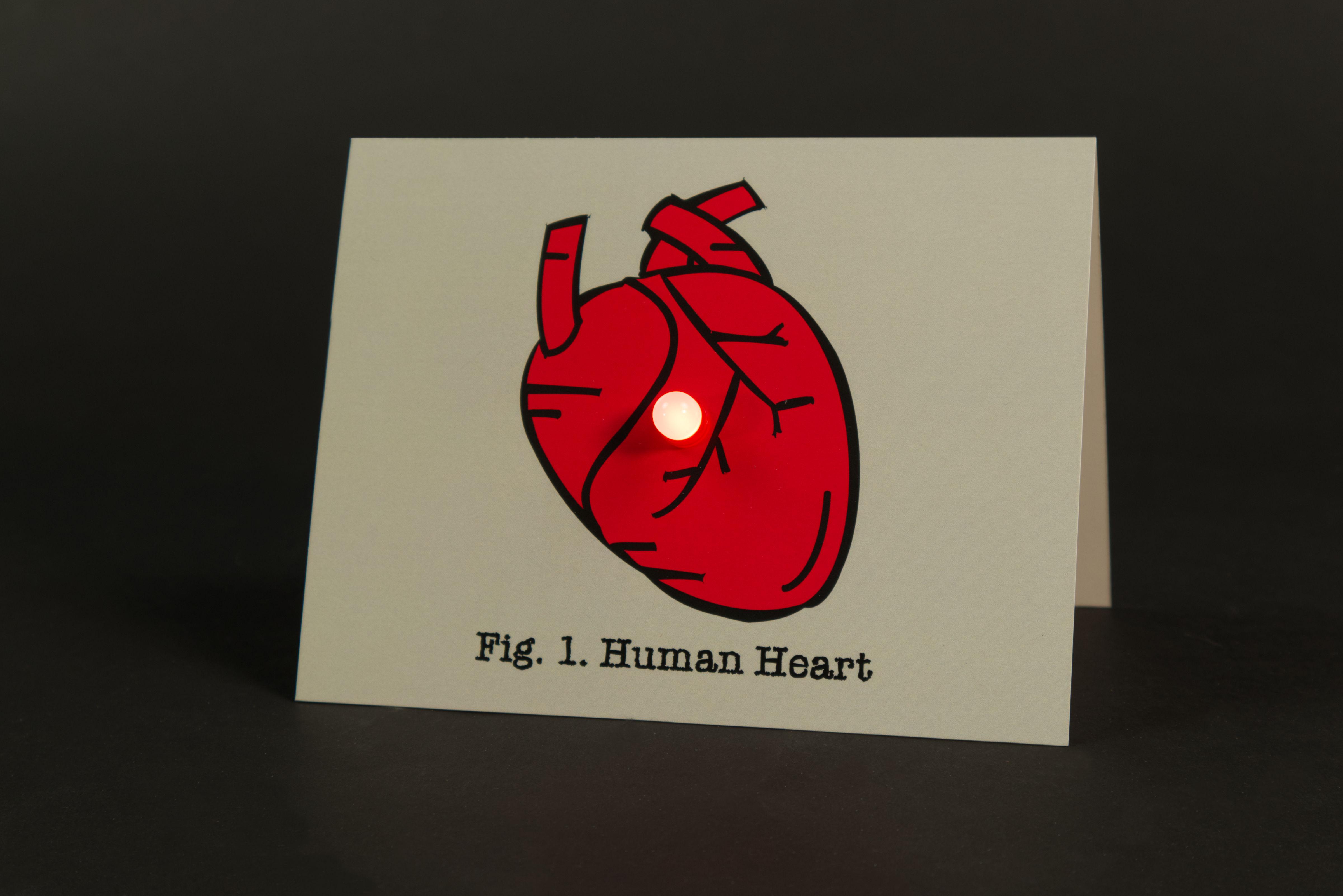 Fig 1 Human Heart-0481.jpg