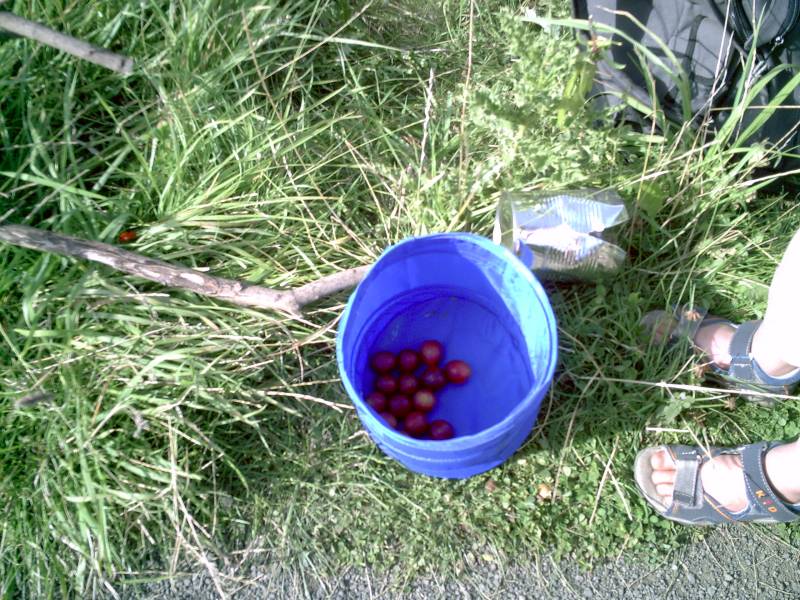 First Plums Picked.jpg