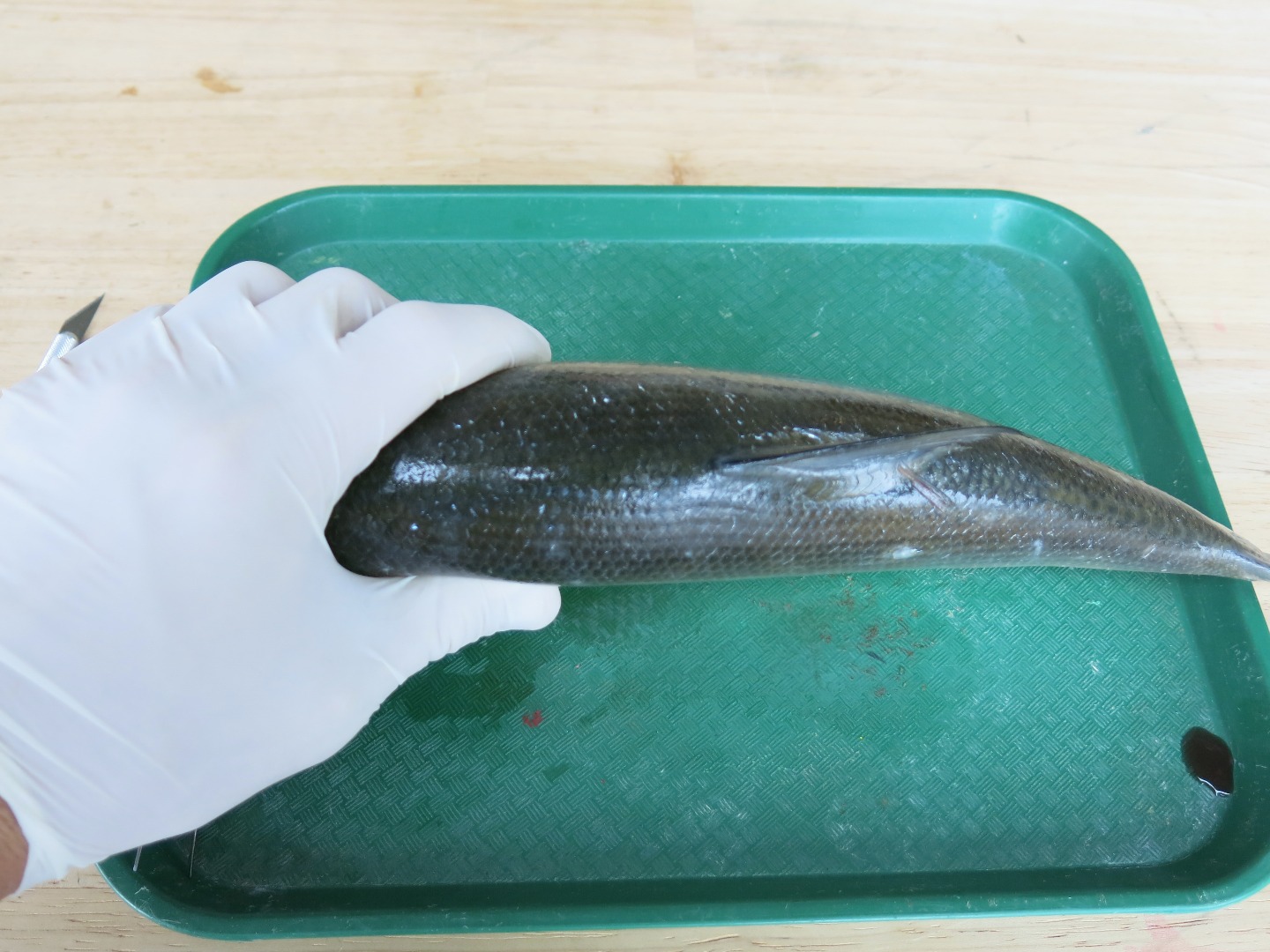 FishDissection-11.jpg