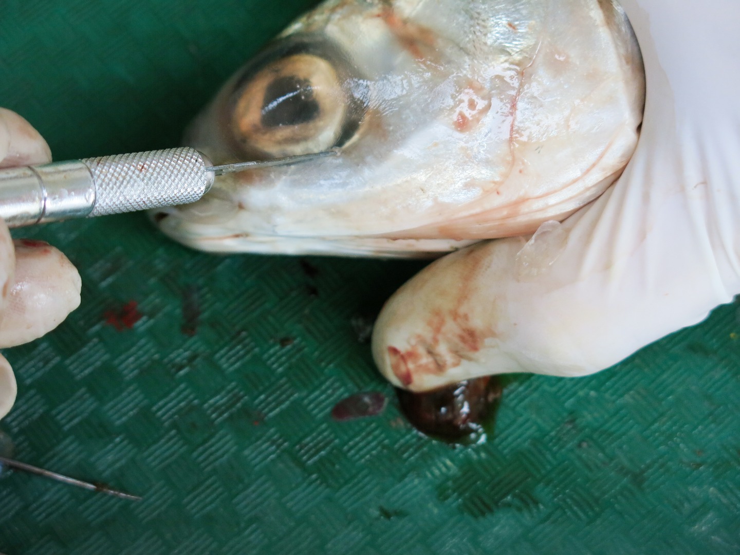 FishDissection-32.jpg