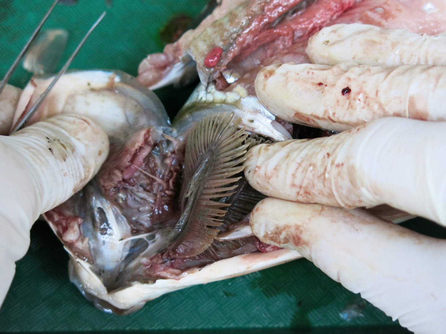 FishDissection-37.jpg