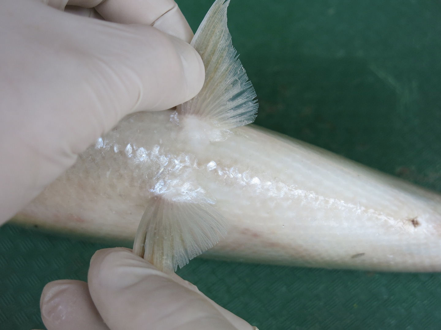 FishDissection-5.jpg