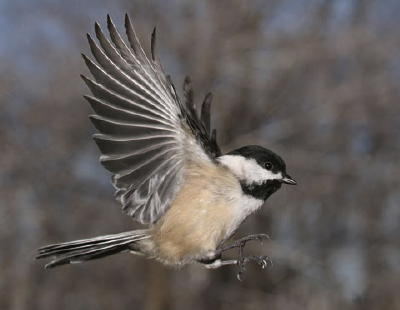 Flying Chickadee.jpg