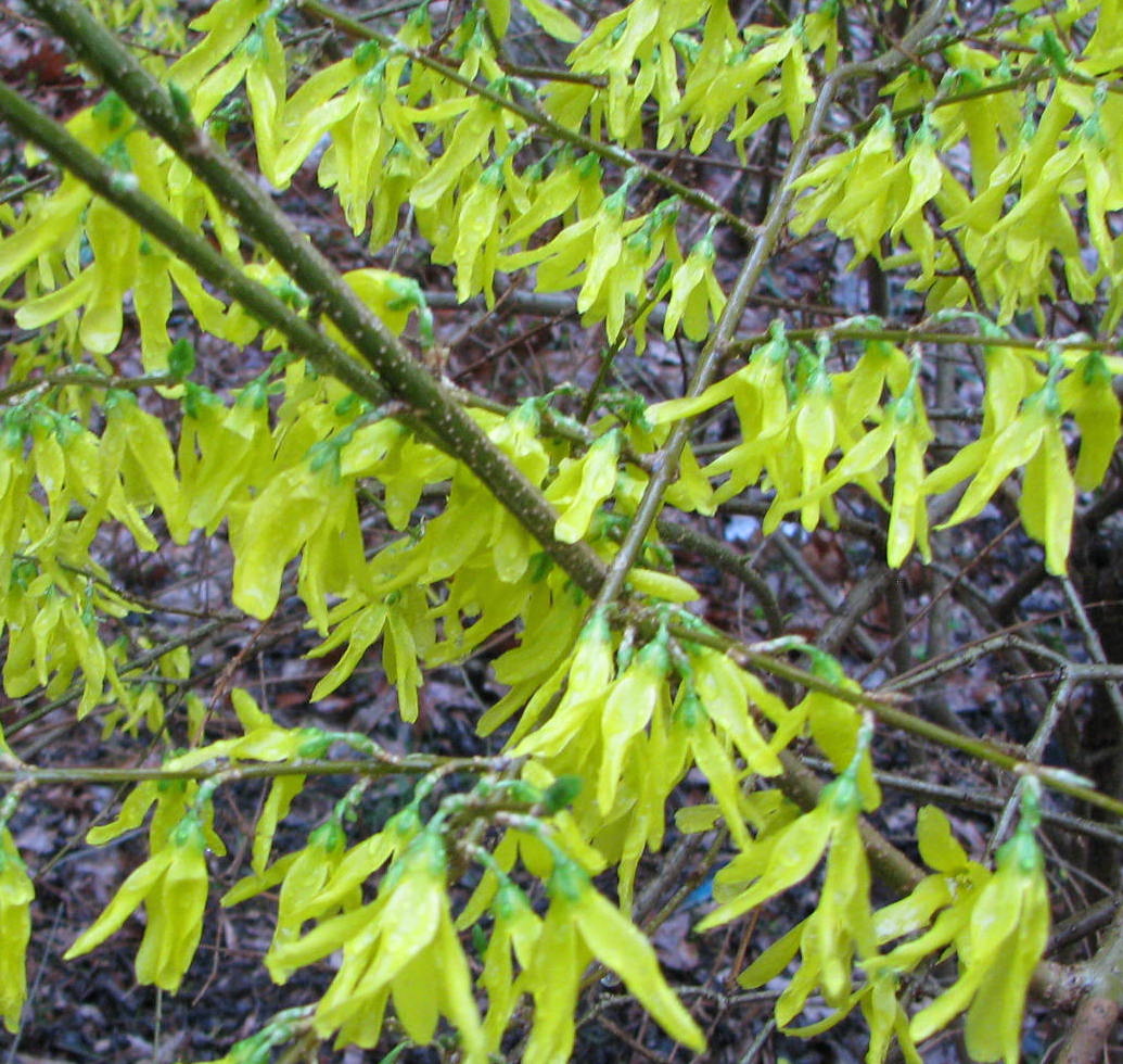 Forcythia Bush-Dutch Dying Eggs 4-15-14.JPG