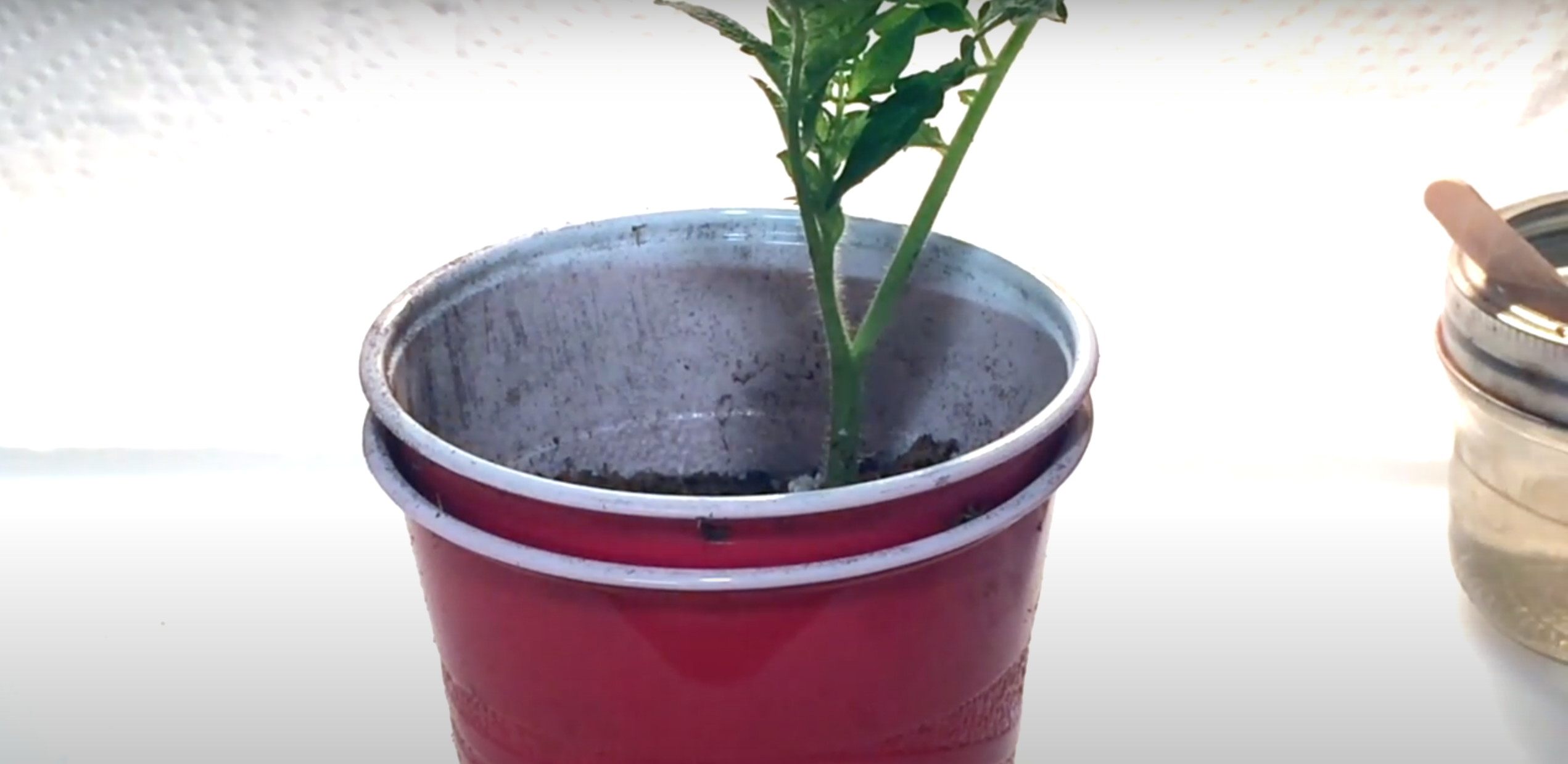 Free Tomato Plant.png