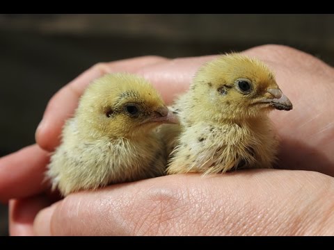 Free ranging our organic quail chicks. Codornices en el jard&amp;iacute;n Cailles bio en libert&amp;eacute;