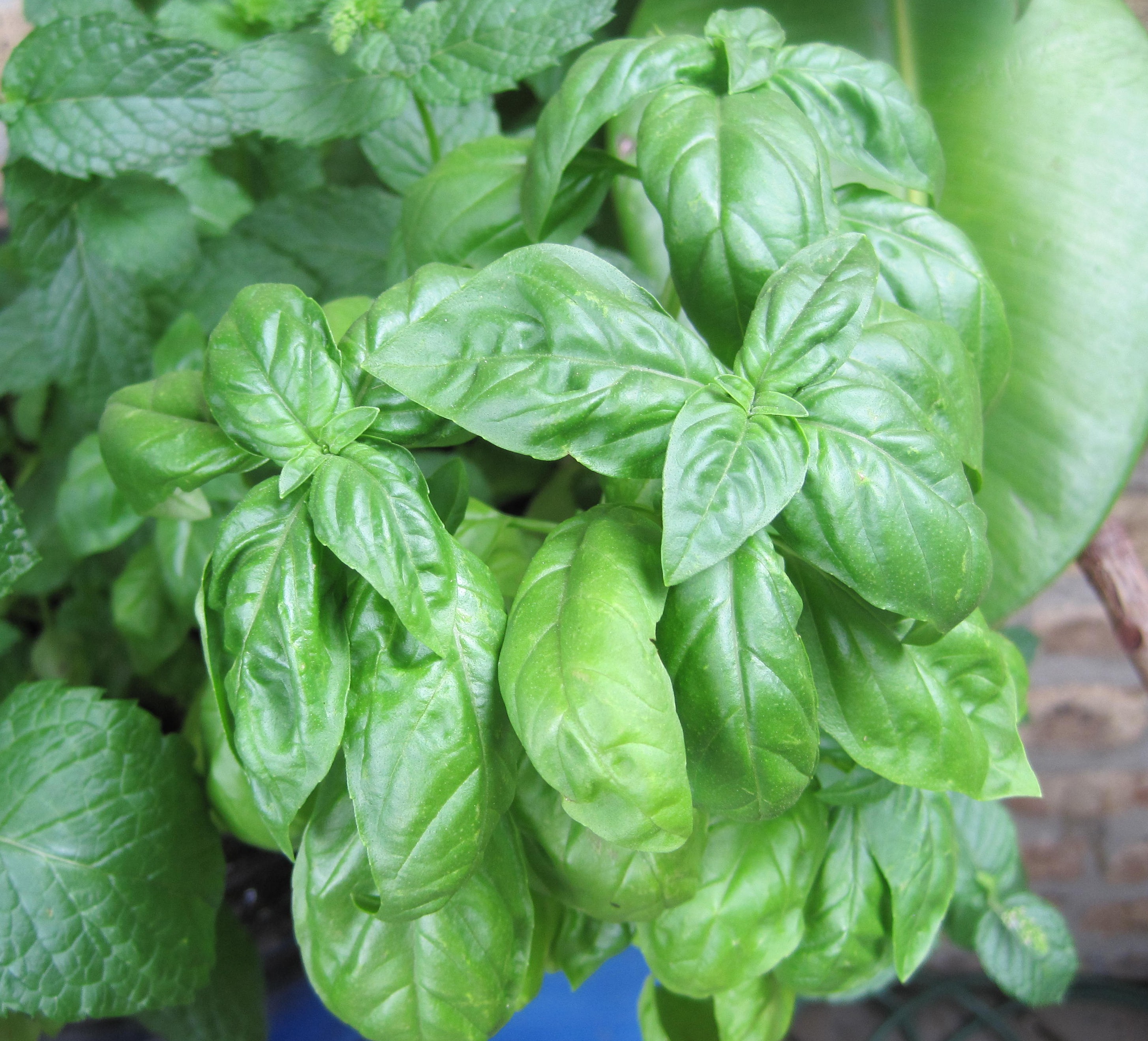 Fresh-Basil.jpg