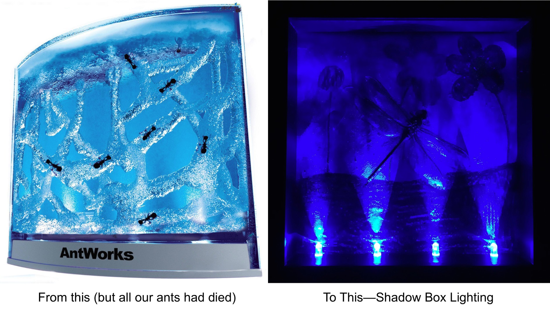 From Antworks to Shadowbox Lighting.jpg