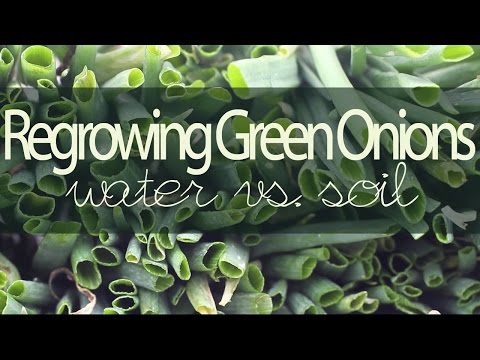 Garden Tips | Regrow green onions from scraps | Water vs. Soil