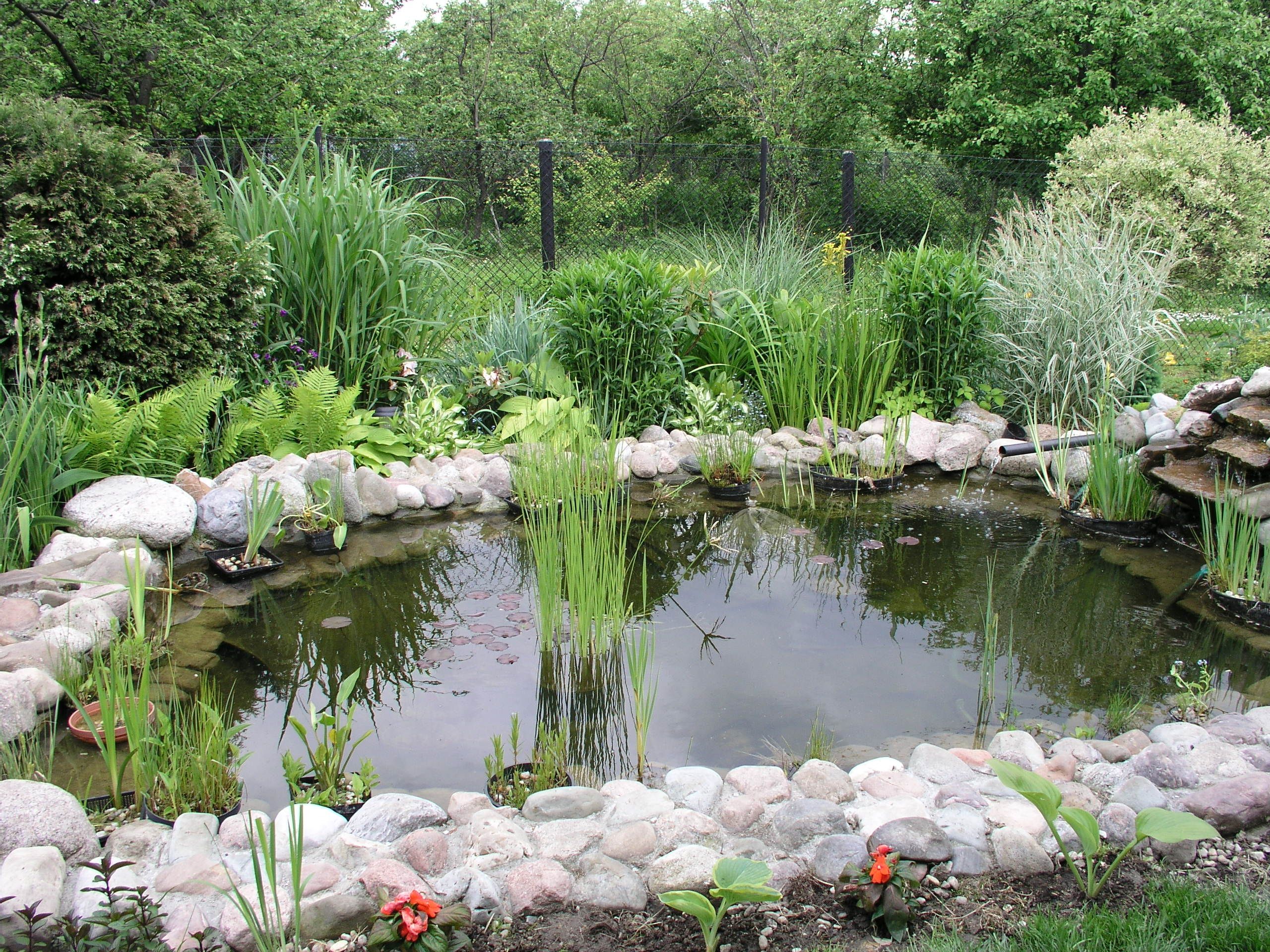 Garden_pond_2.jpg