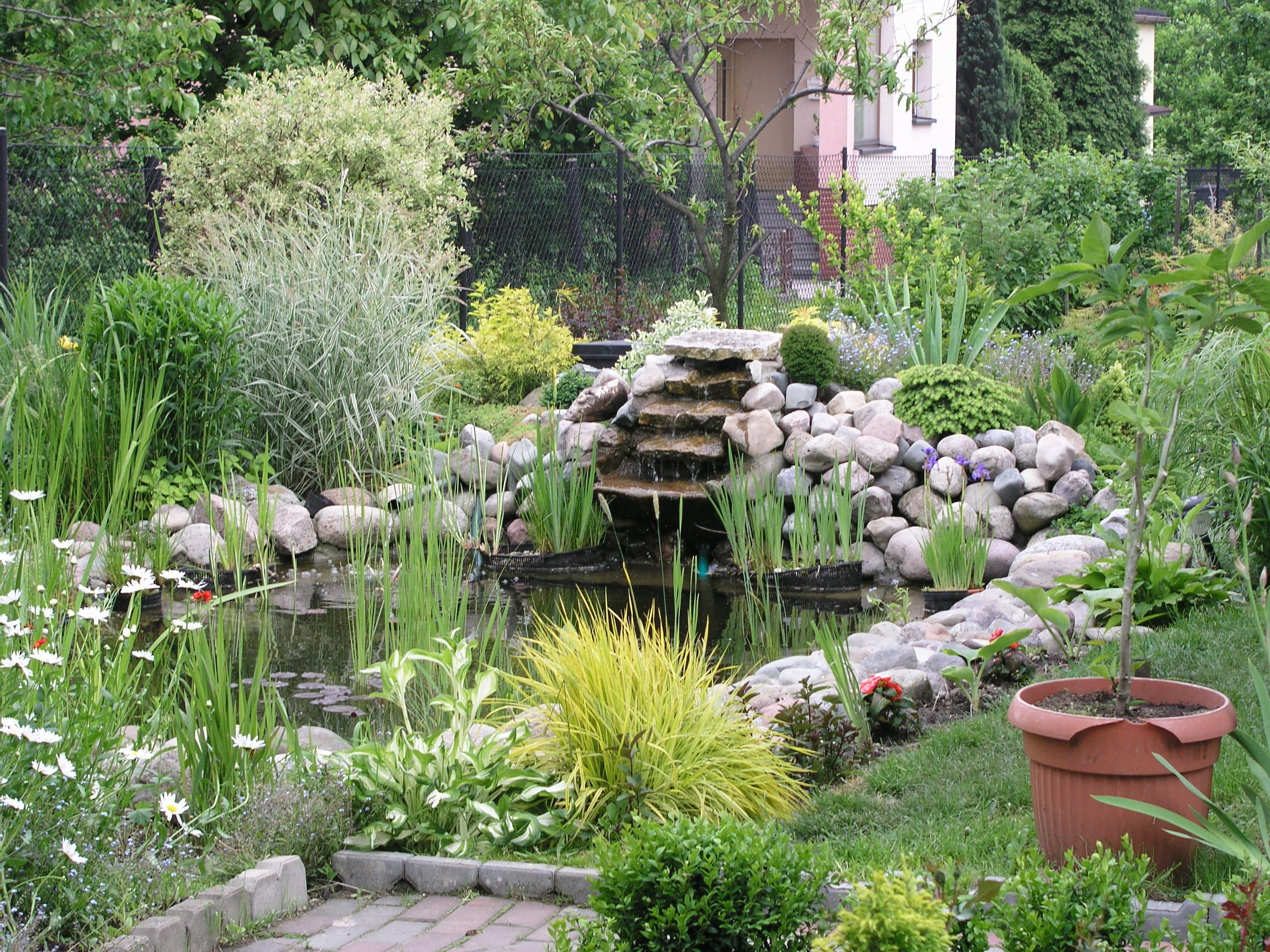 Garden_pond_3.jpg