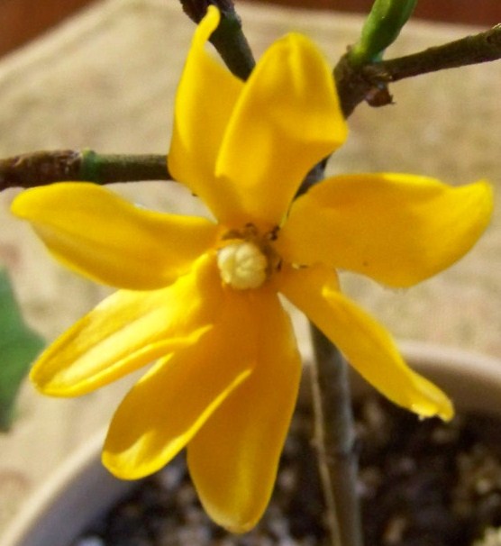 Gardenia coronata.jpg