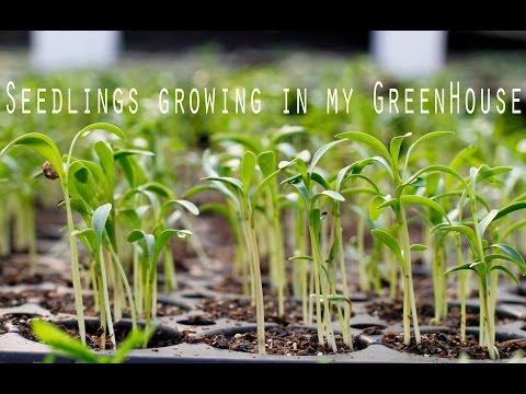 Gardening in January: the vegetables that are growing in my greenhouse