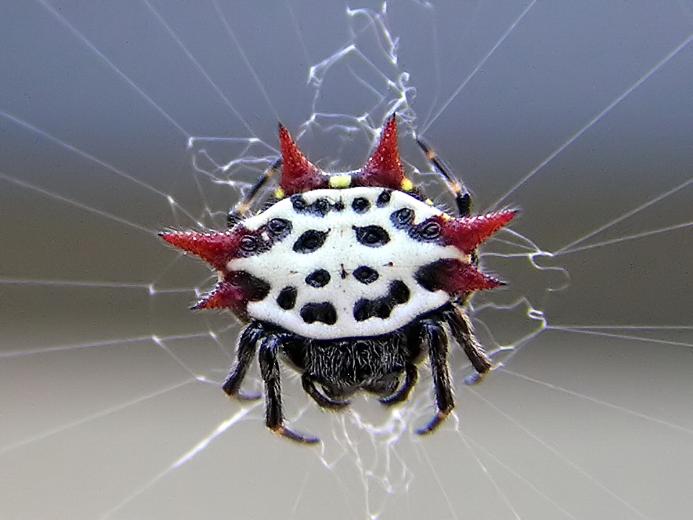 Gasteracantha_cancriformis_2.jpg