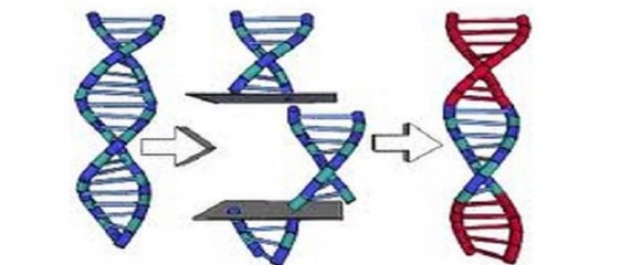 Gene-splicing-690x290-571x240.jpg