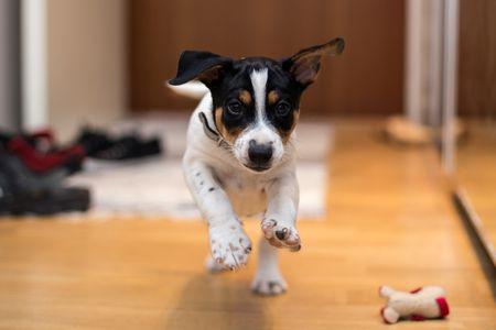 GettyImages-976401188-d5381ec6c11c4013a8e47cebf3fc7be2.jpg
