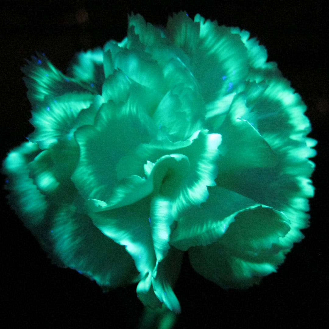 Glowing Flower Square Thumb.jpg