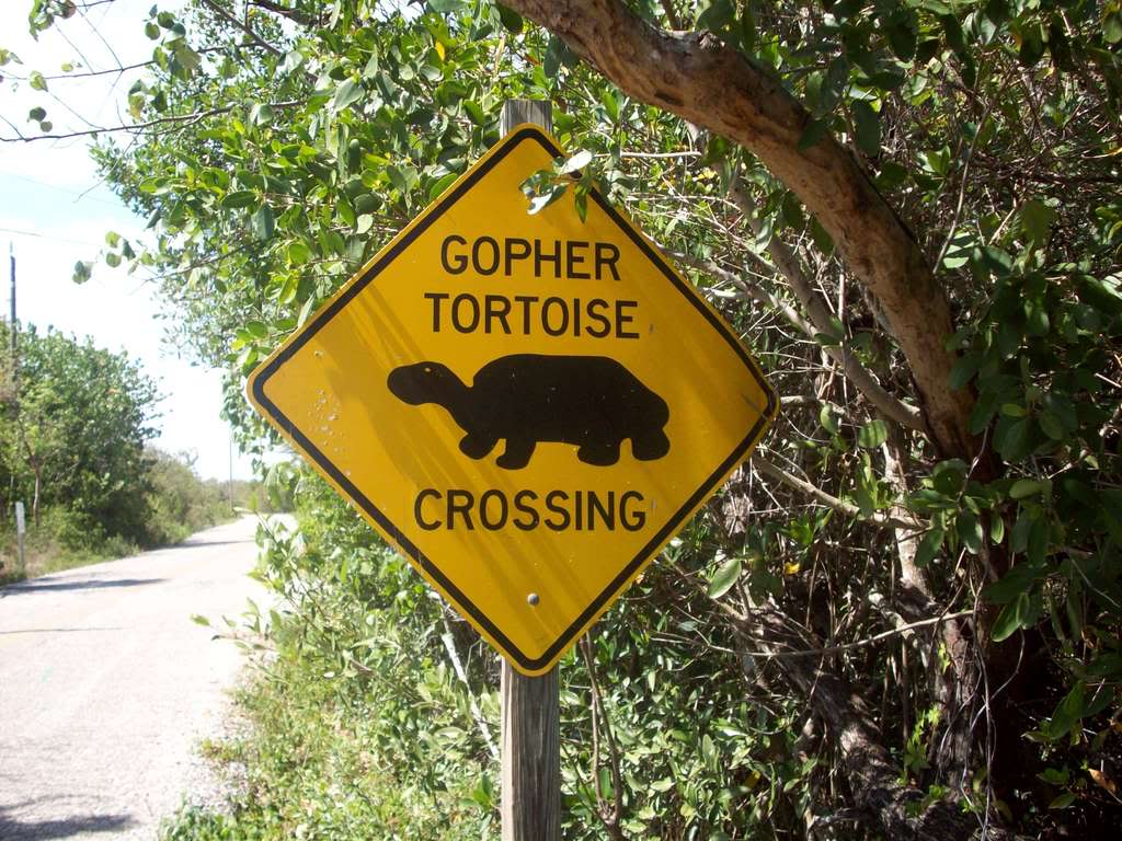 GopherTortoiseCrossing.jpg