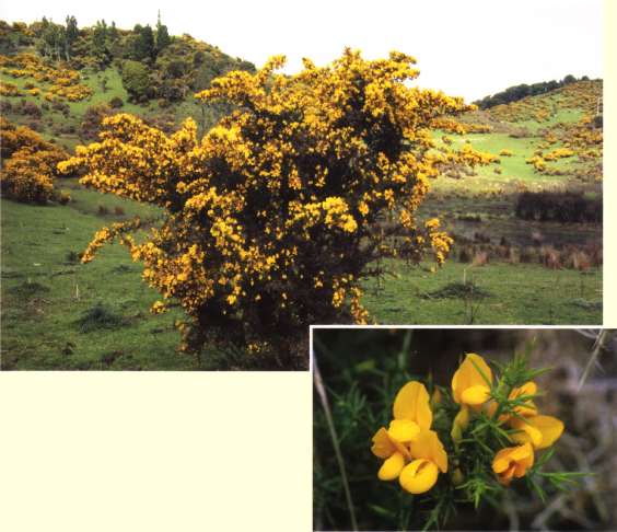 Gorse uleeur1.jpg