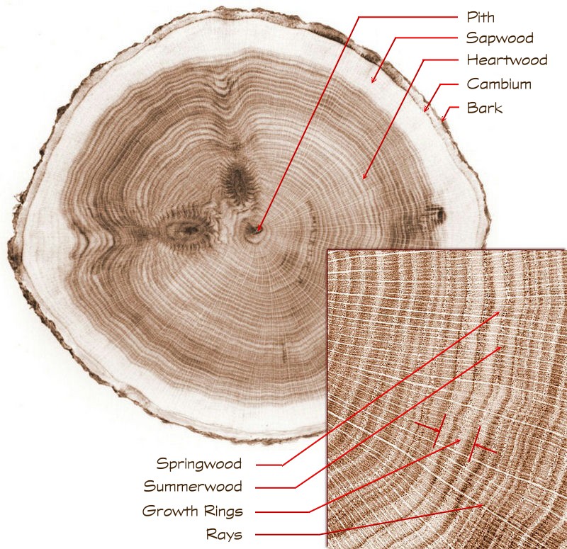 Grain composition.jpg