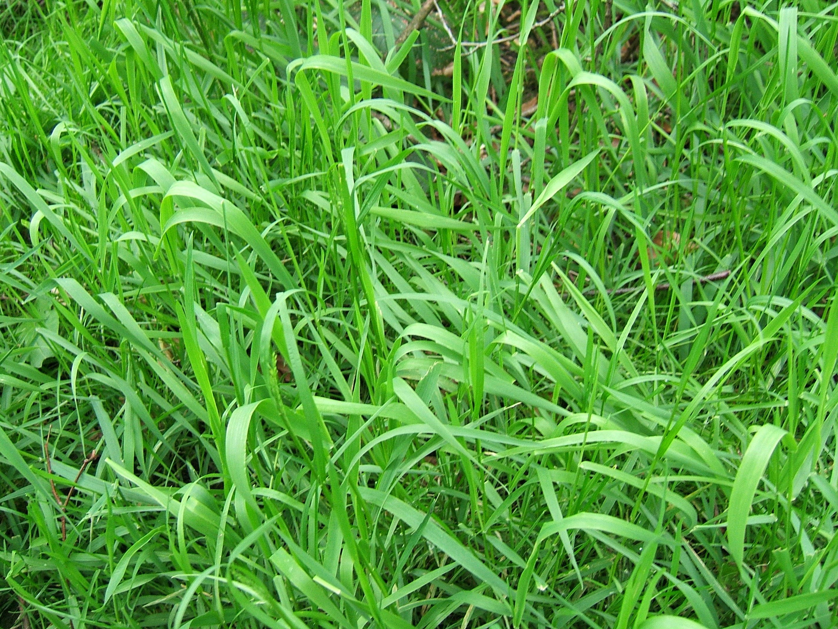 Grass 1.jpg