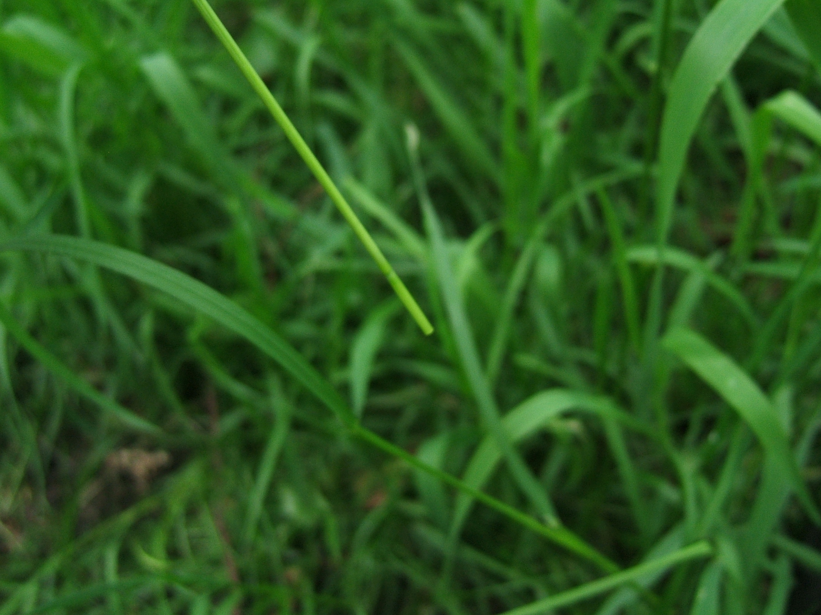 Grass 3.jpg