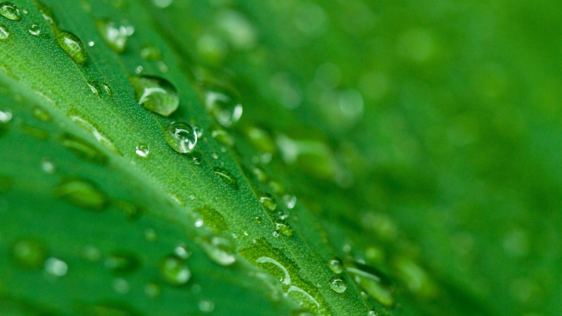 Green-Leaf-And-Water-Drops-2.jpg