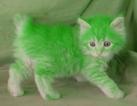 GreenCat.jpg