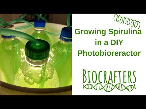 Growing Spirulina in a Simple DIY Photobioreactor, Home or Classroom, Food Pigment, Fertilizer #GIY