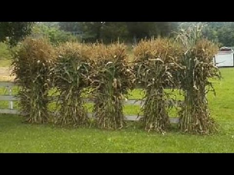 Growing and Freezing Sweet Corn