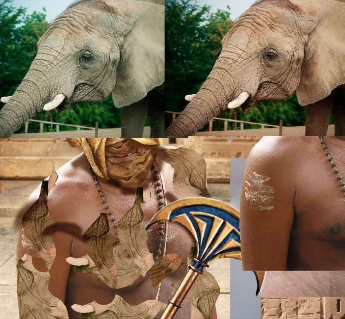 H  elephant wrinkles.jpg