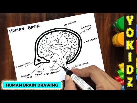 HOW TO DRAW HUMAN BRAIN EASY #HumanBrain