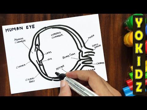 HOW TO DRAW HUMAN EYE WITH LABELLING