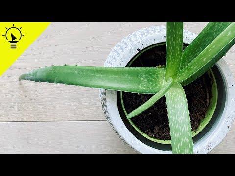 HOW TO PLANT ALOE VERA FROM LEAF