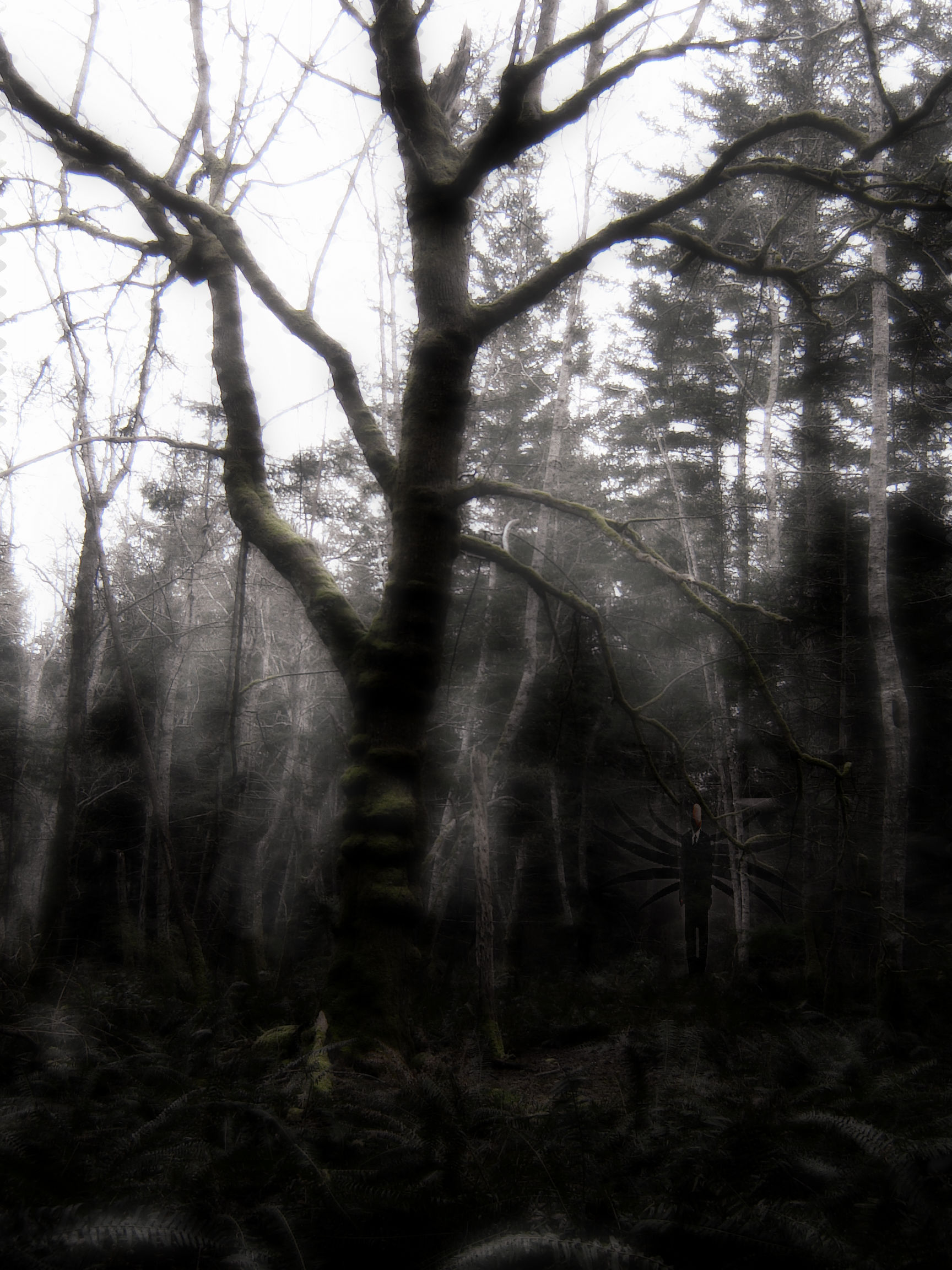 Haunted woods.jpg