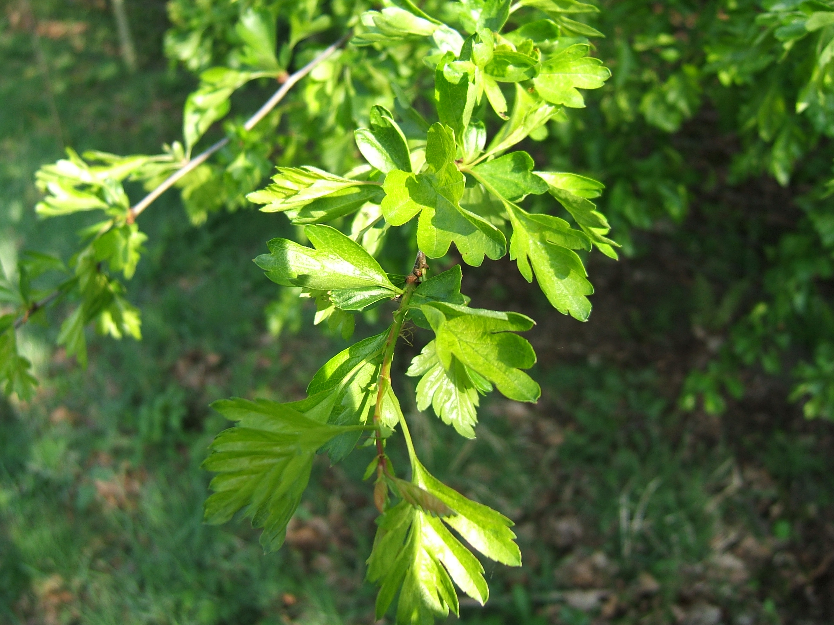 Hawthorn 1.jpg