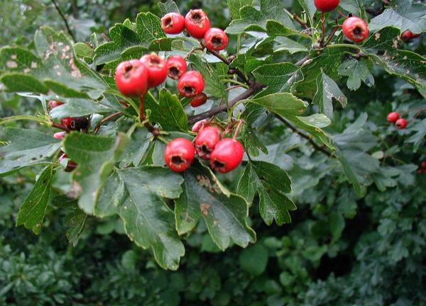 Hawthorn 3 wiki.JPG