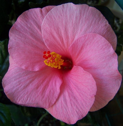 Hibiscus 'Samoa Wind' (2).jpg