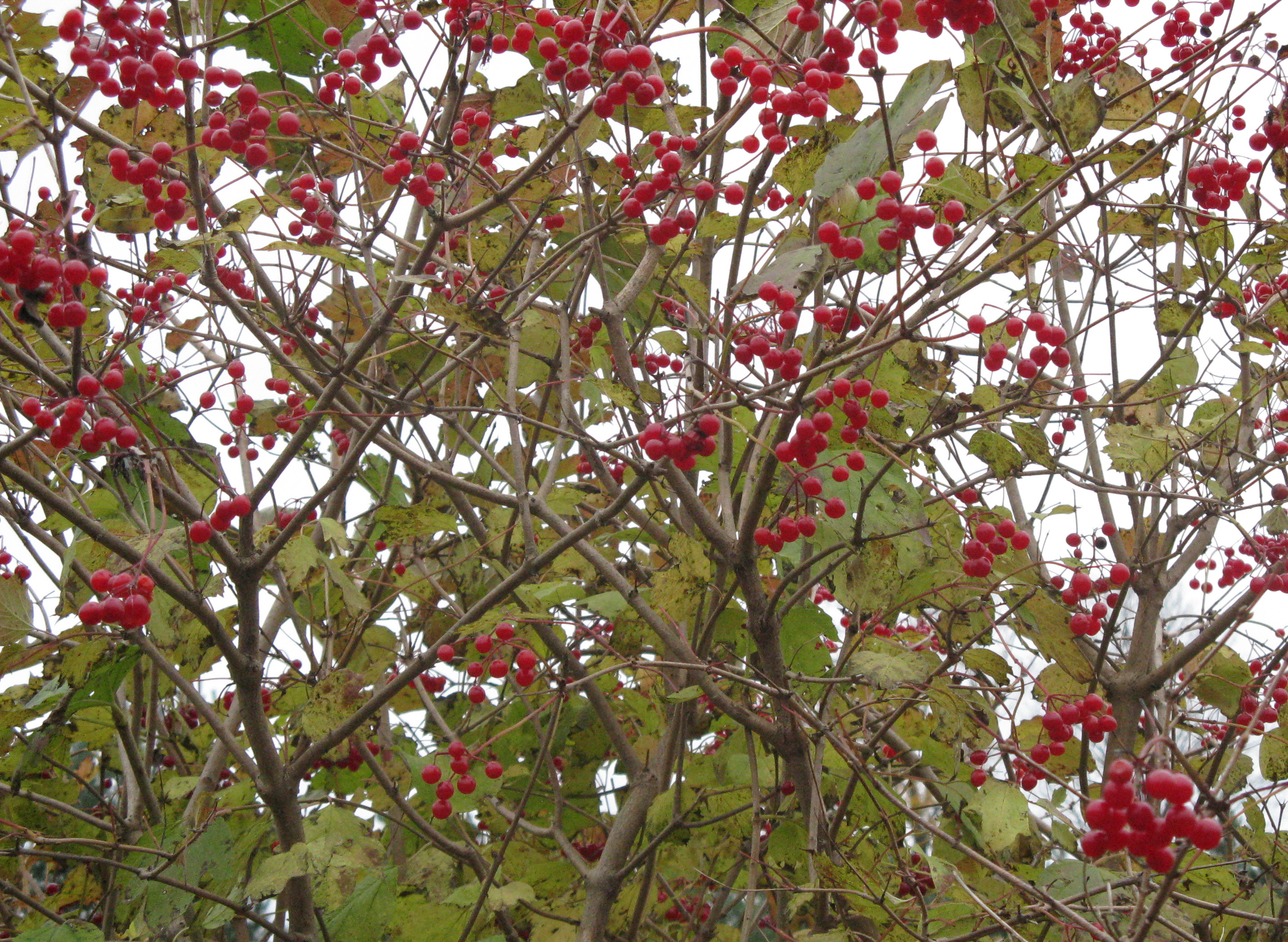 Highbush Cranberry Jelly 5.jpg