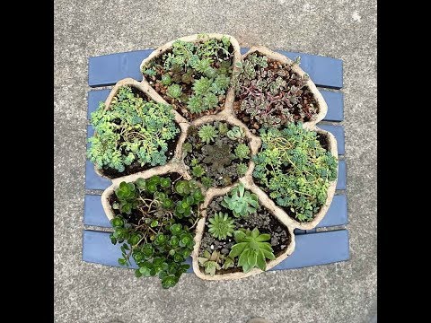 Homemade Cement Succulent Planter DIY!!