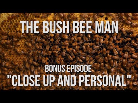 Homemade Observation Bee Hive - The Bush Bee Man