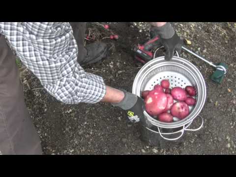 Homemade potato washer peeler